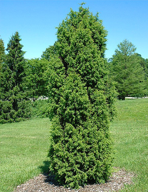 Common juniper Suecica