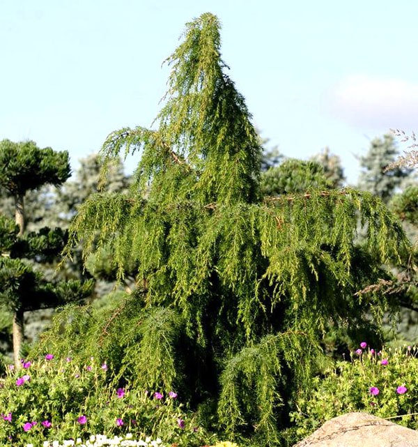 Juniperus vulgaris Oblonga Pendula