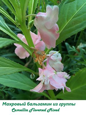 Terry balsam dari kumpulan Camellia Flowered Mixed