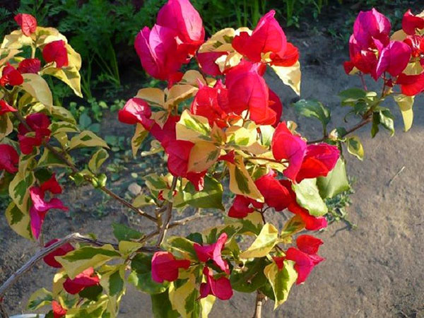 Хибрид боугаинвиллеа Сан Диего Црвено са прамен листом