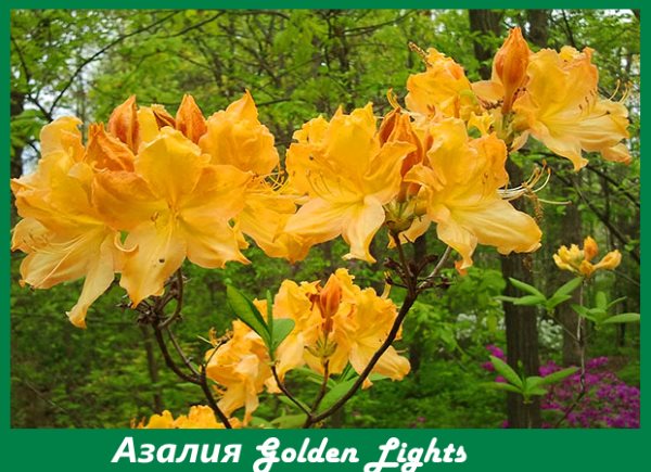 Azalea Golden Lights