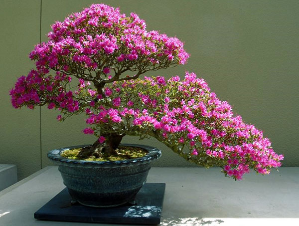 Contoh pembentukan azaleas Jepun dalam bentuk bonsai