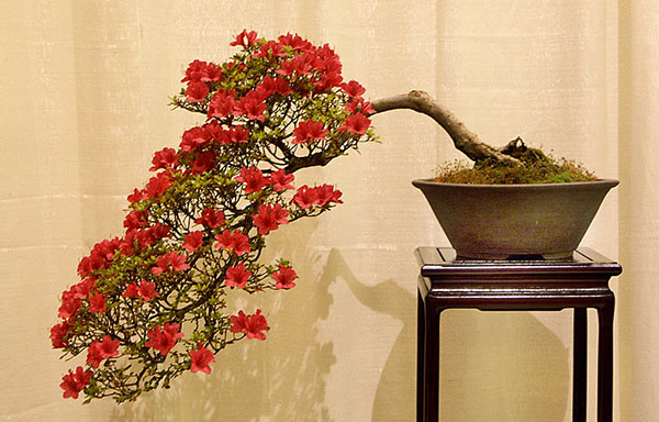 Bonsai baseado na azálea japonesa