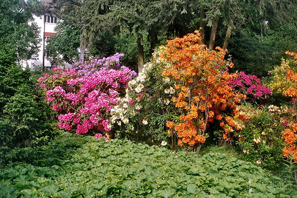 Himalaya dan azalea India di taman