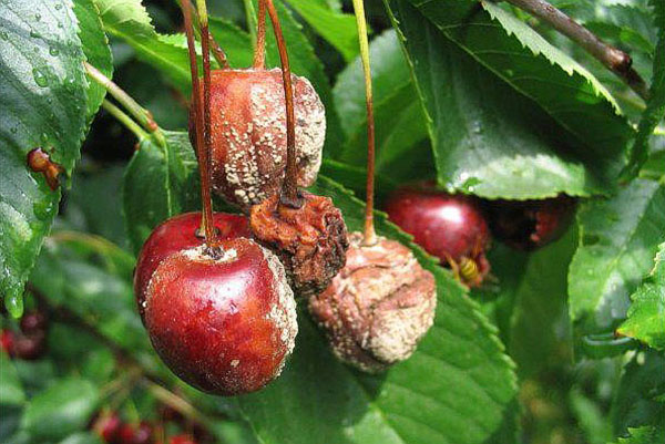 vyšnių vaisių puvimas