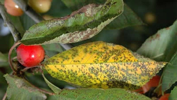 vyšnių lapų cocycomycosis