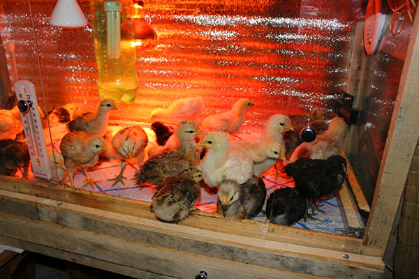 Садржај пилића у загрејаном броодеру
