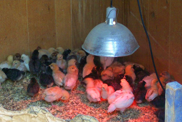 Bruk en lampe til å varme kyllinger