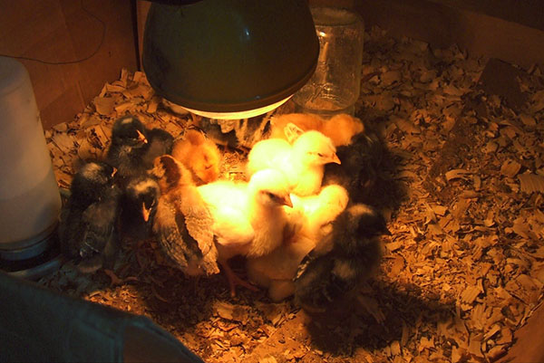 Kyllinger basker seg under en lampe