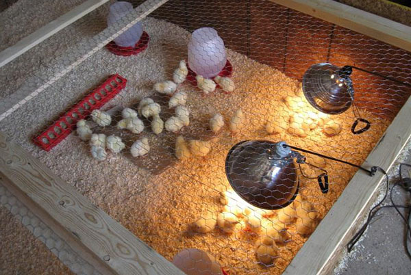 Bekväma förhållanden för kycklingar