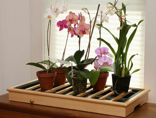 Voor de succesvolle ontwikkeling en bloei van phalaenopsis orchideeën zijn speciale voorwaarden nodig