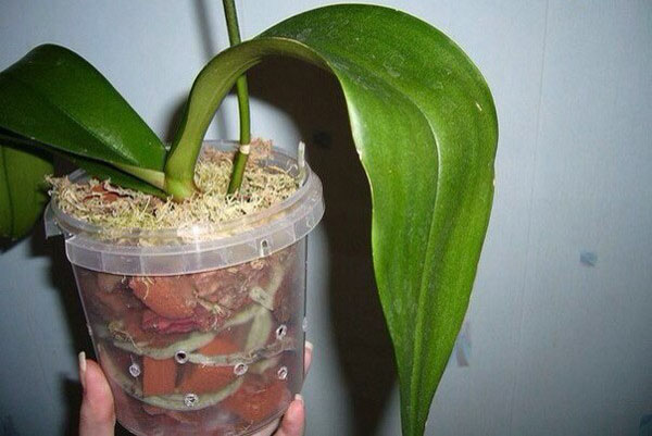 Växten behöver ett speciellt substrat