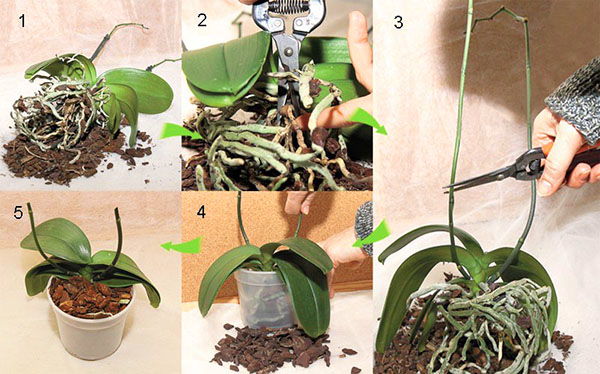 Estágios do transplante de orquídeas