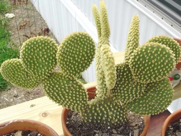 cactusvijg cactus