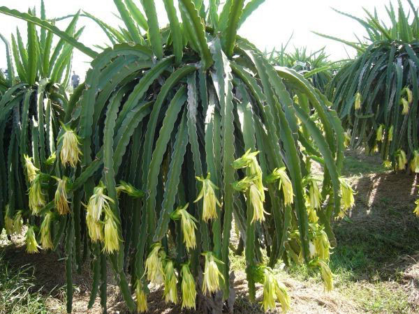 лесной кактус гилоцереус