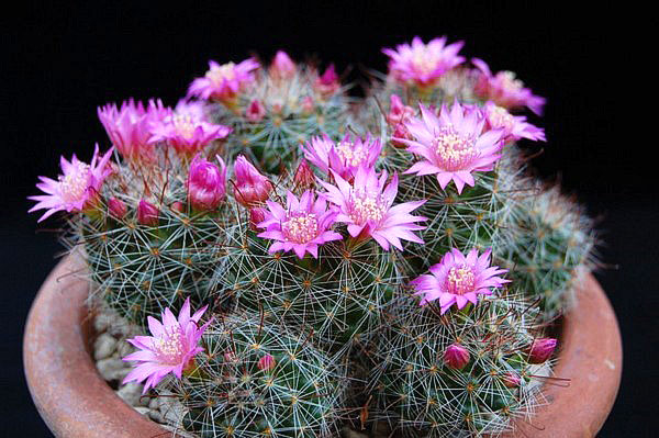 bloeiende cactus mammilia