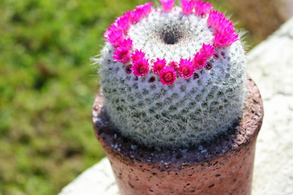 cactus mammilia