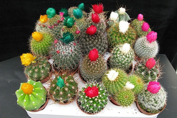 cacti ของสายพันธุ์ที่แตกต่างกัน