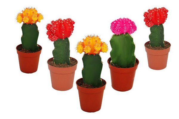 deze ongebruikelijke cactus gimnokalitsium