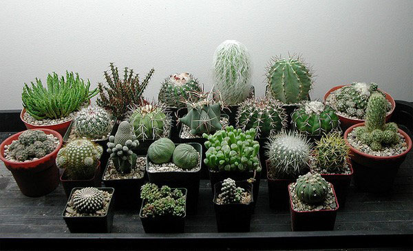 zulke verschillende en ongewone cactussen