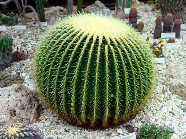 stor runda kaktus