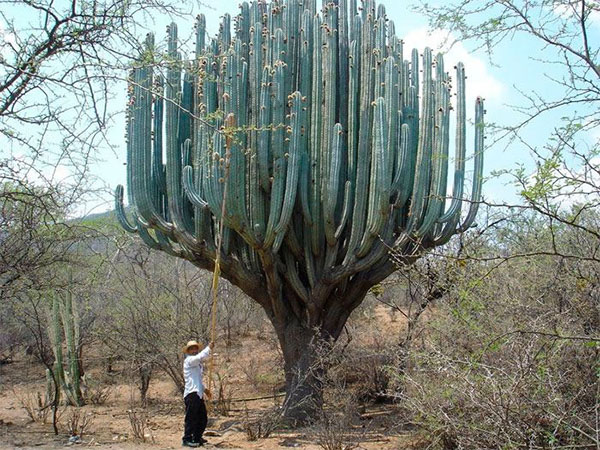 kaktus chereus i naturen