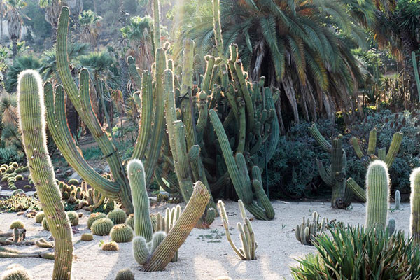 Desert cactussen