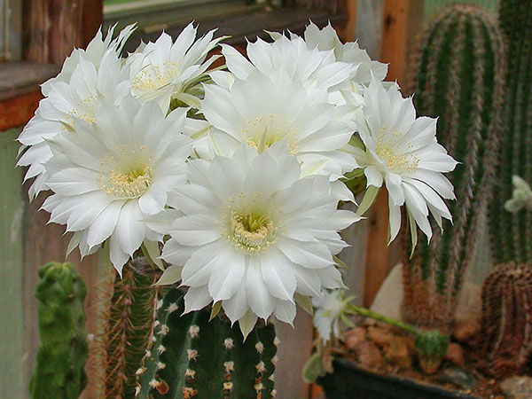 weelderige bloeiende cactus echinopsis