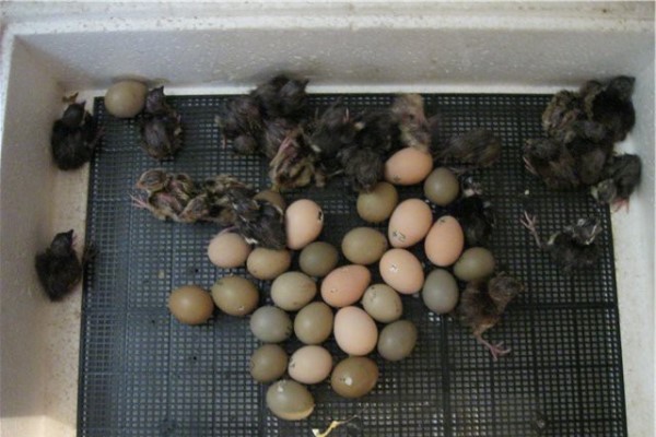 Eieren van fazanten in een couveuse