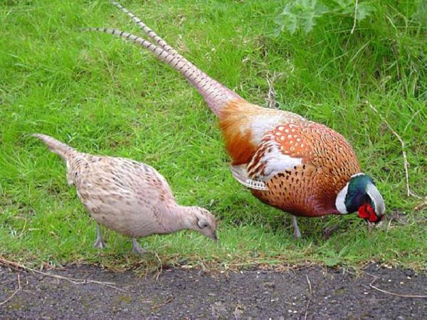 Monogamie in fazanten