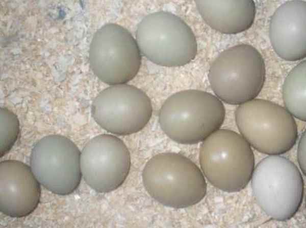 收集的野鸡蛋