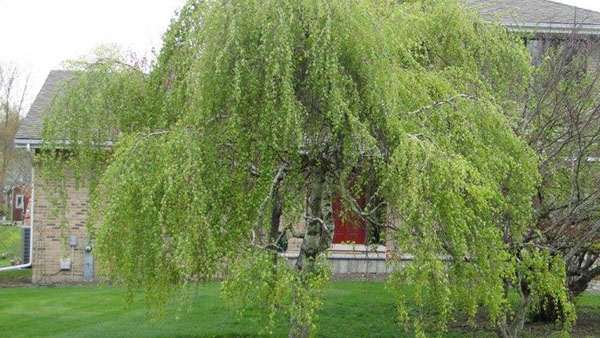 tangisan birch