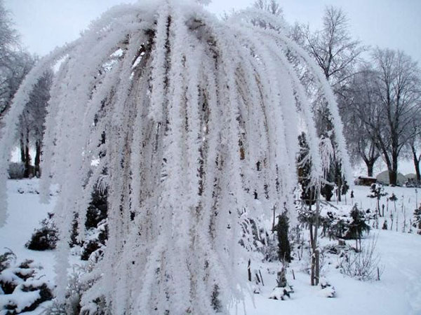 морозоустойчмвое плакучее дерево
