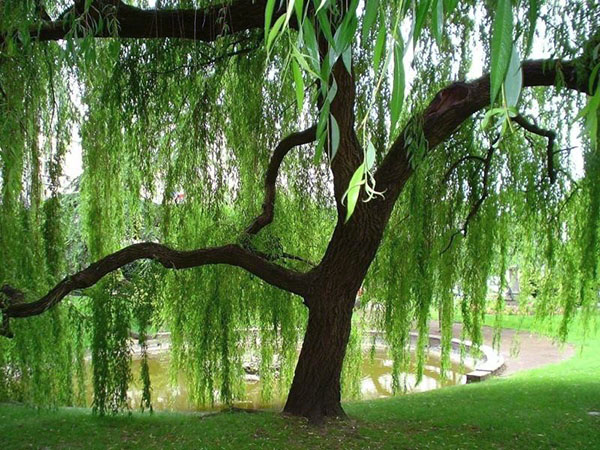 tempat berehat berhampiran willow yang menangis