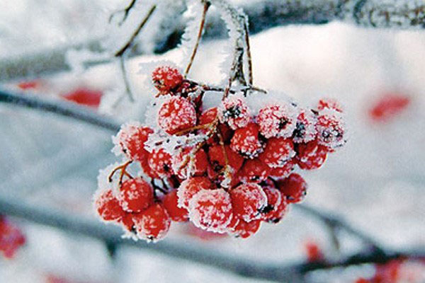 ягоды рябины зимой