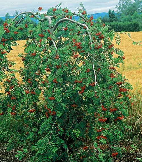 vaisinis rowanberry