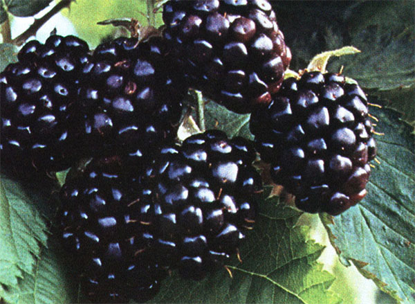 成熟的黑莓浆果