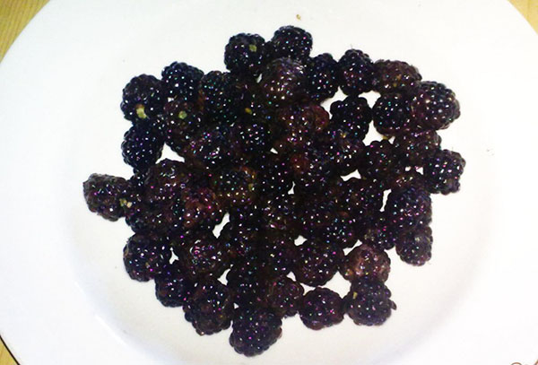整理出我的黑莓浆果