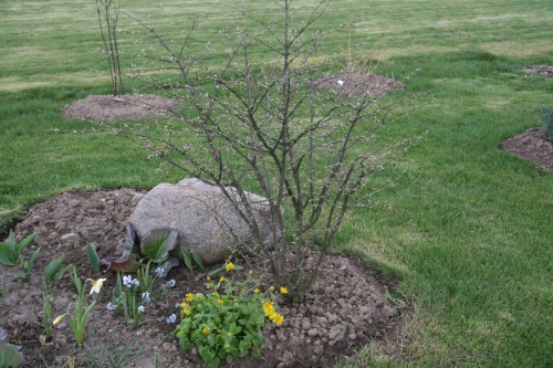 pokok gelendong pada musim bunga