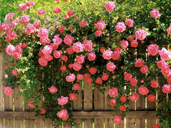 žive dekoracije vrtnih ograj