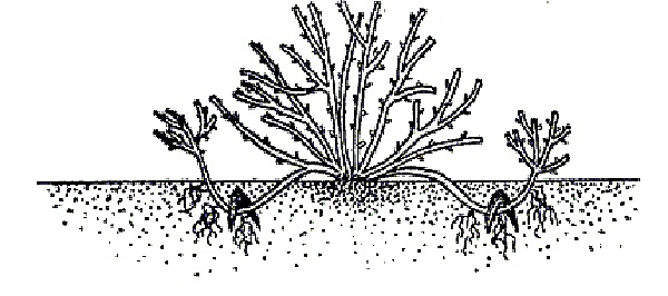 bildning av välvda lobes i syfte att plantera krusbär på våren
