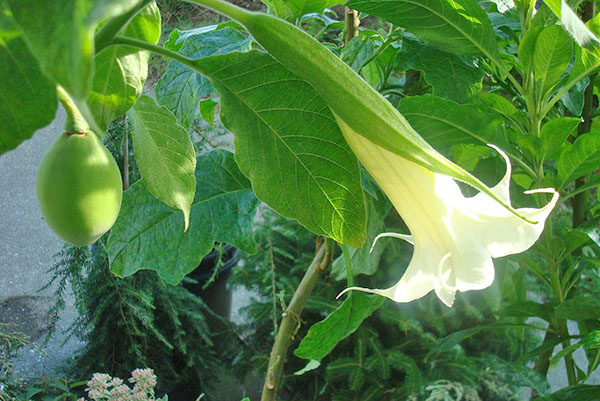 Flor e fruta da árvore de brugmansia