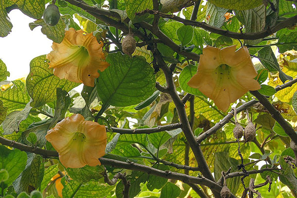 Blommor och frukter av brugmansia golden