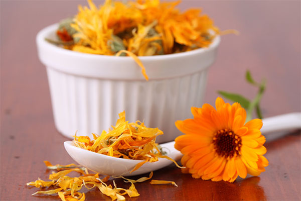 frisk og tørr marigold for matlaging tinktur eller te