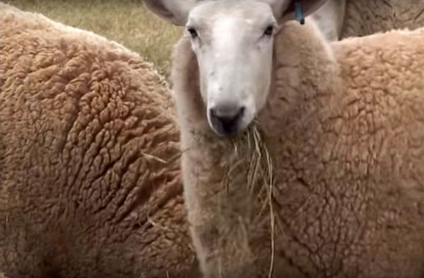 chov oviec v Austrálii