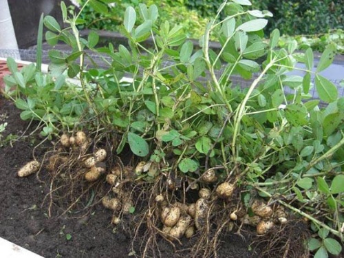hur jordnötter växer