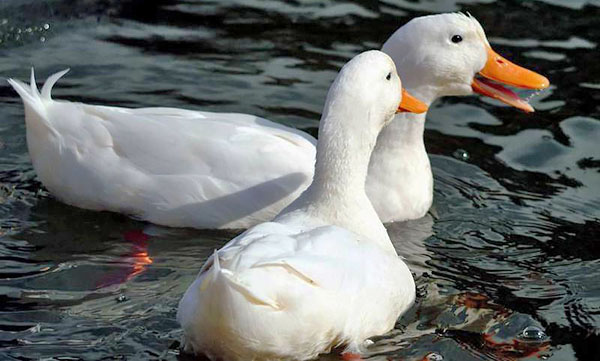 Пекинска патка на језеру
