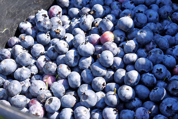 蓝莓收获