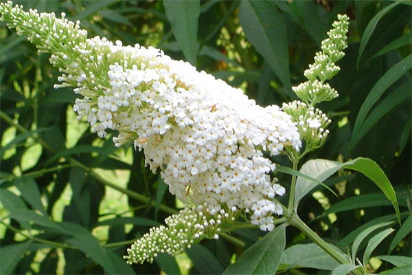 witte bloemen budlei