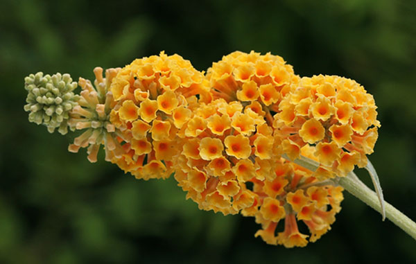 flores de laranja budlei